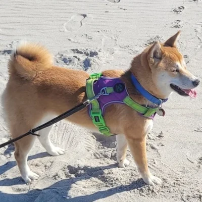Luna the Shiba Inu enjoying a day of fun in the sun and sand.