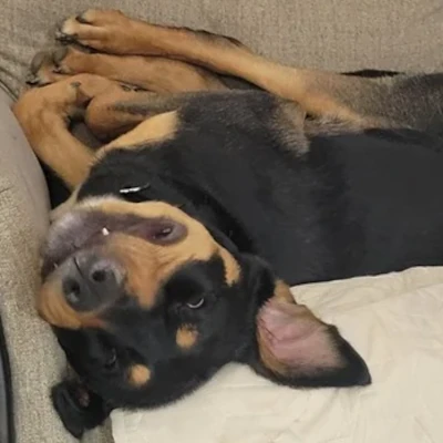 Oakley the Rottweiler mix, flipped on her back on the couch, wearing a big toothy grin.