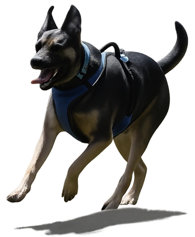 Bishop running happily during a Zoomies dog walk