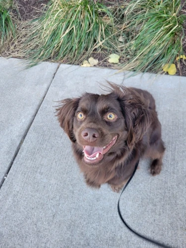 Happy dog Louie on a walk