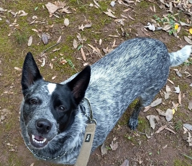 Pepper the Australian Cattle dog is much more enthusiastic about a tennis ball than she is about other dogs