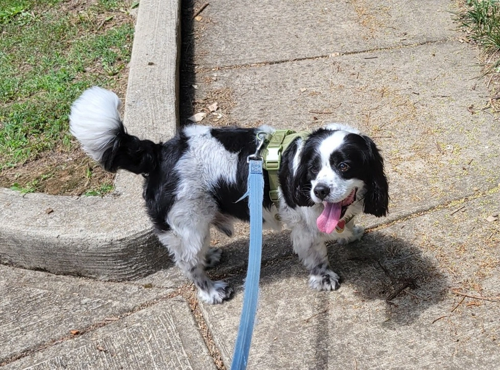 Vinny the Spaniel showing off his skills as a world-class dawdler