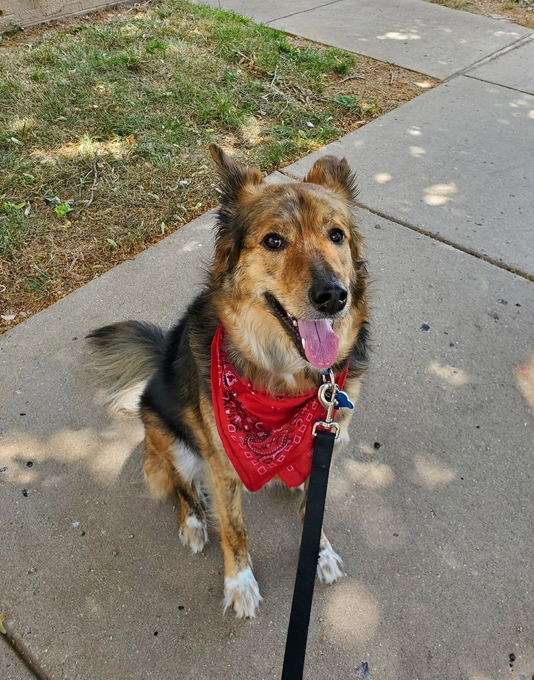 Brody the Australian Shephard mix learning that a Zoomies-led walk is worth a little trust