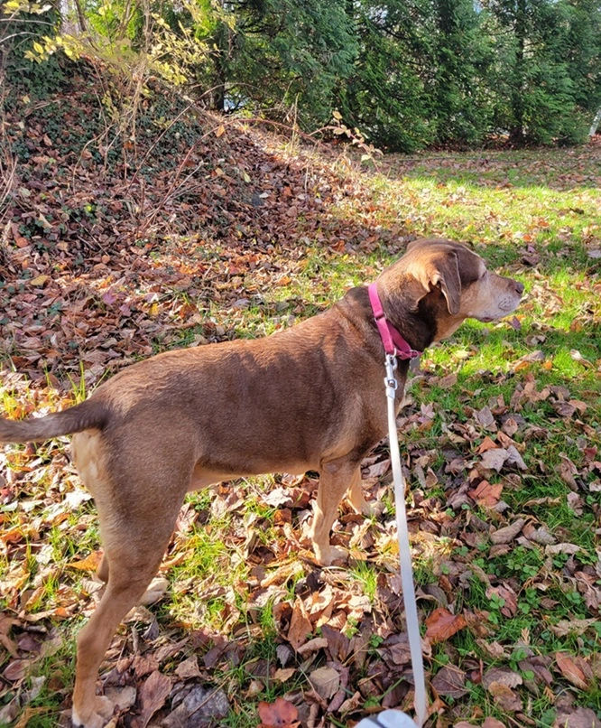 Lucy the senior lab mix pointing the way along her walk with the Zoomies Team