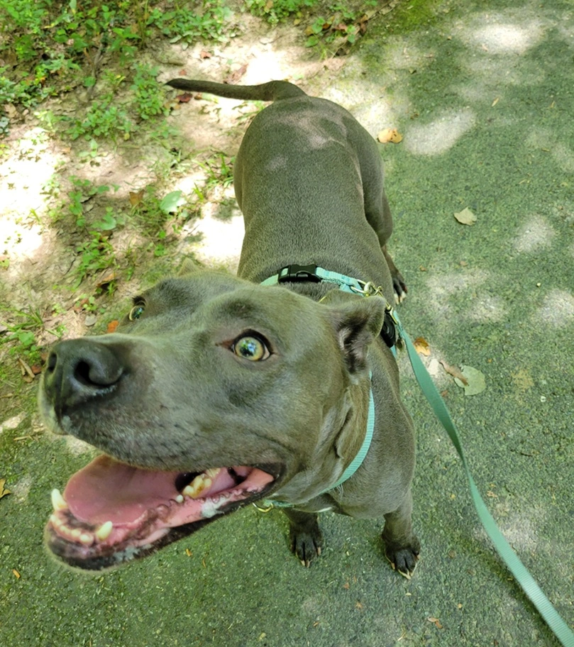 Jasper the pit bull enjoying a brief stop in the shade during an especially long walk