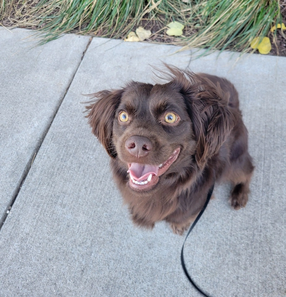 Louie the Boykin Spaniel mix smiling because he knows the Zoomies Team will pick up the slack when he doesn't want to carry his walking toy anymore