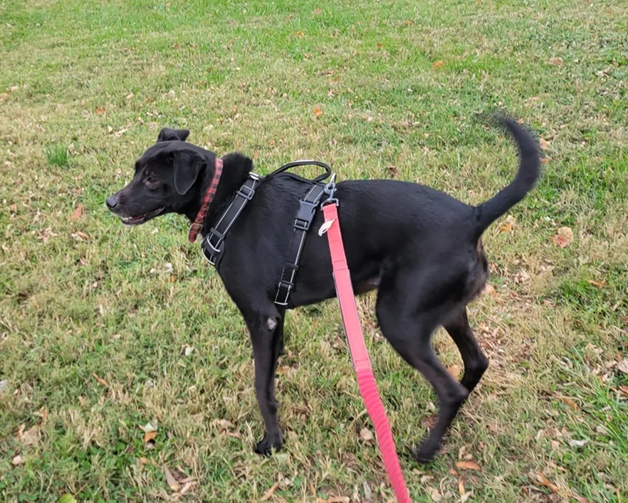 Korra the lab mix isn't remotely as shy as we were led to believe before her first walk