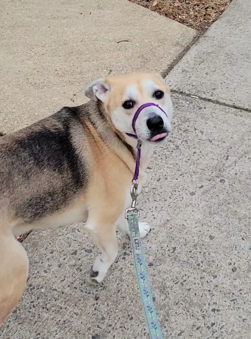 Kiki the Shepherd mix displaying her own quirky and sweet personality