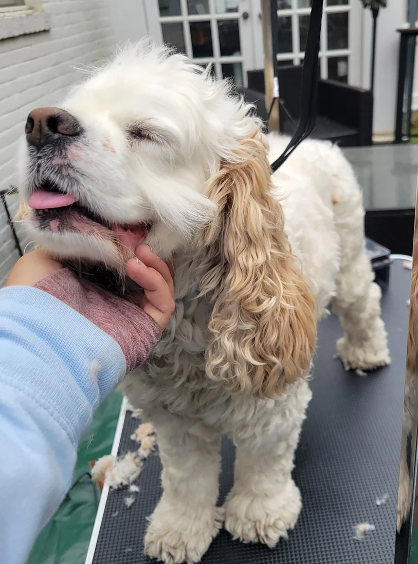 Pearl the Cocker Spaniel feeling much better without the weight of all that hair Nicole just clipped off her