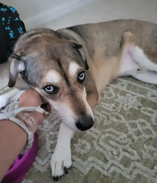 Sora the Shephard Husky mix recovering from a painful spinal injury