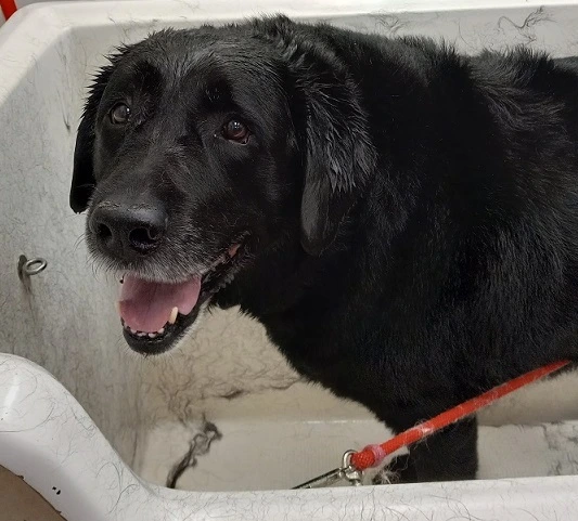 A senior Lab named Bradley during his medicated bath