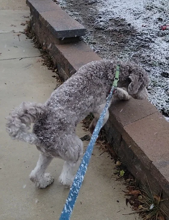 Percy the Aussiedoodle finally coming out of his shell and giving the Zoomies Team a glimpse of his playful side