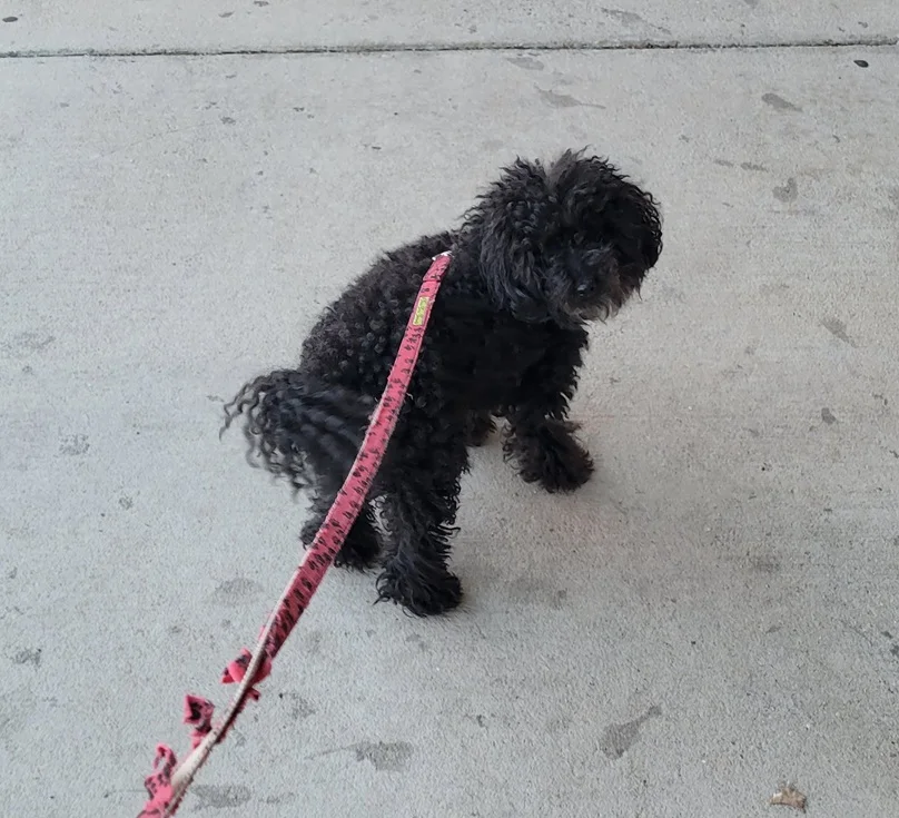Incas the toy poodle enjoying his work break with a Zoomies walk