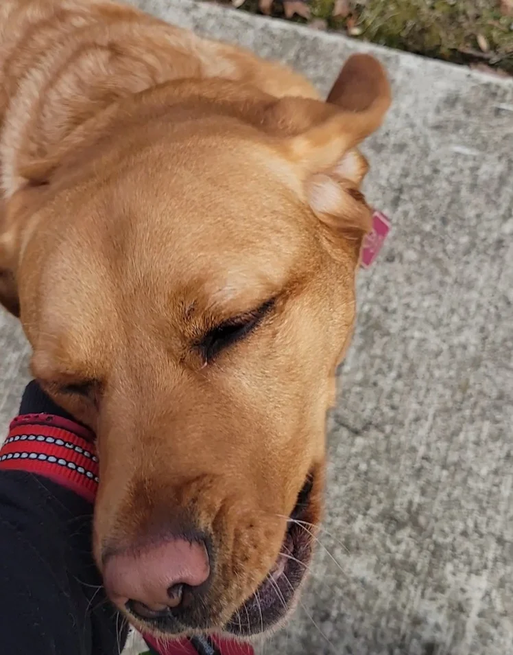 Poppy the labrador is excited to show off her neighborhood to her new friends at Zoomies