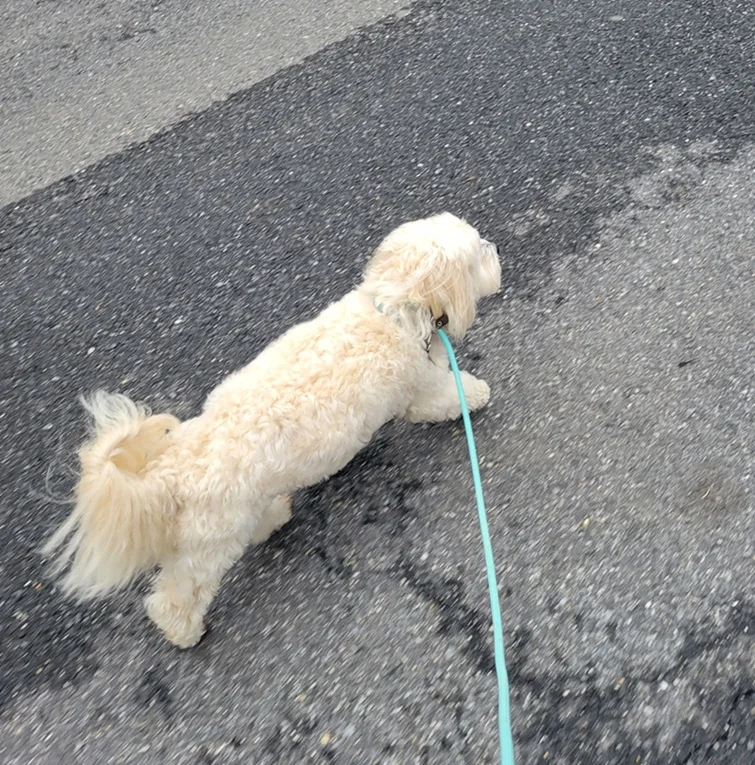 Buddy Bear the Havanese showing the Zoomies Team his favorite walking route