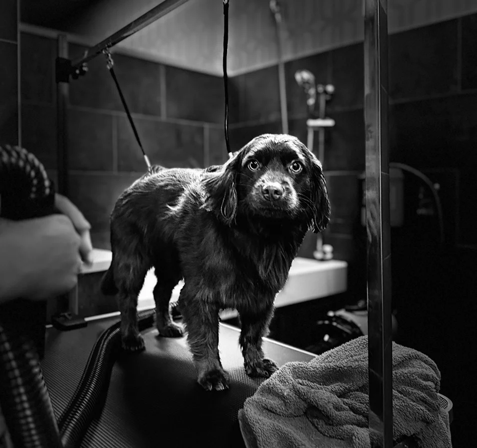 What Louie thinks he looks like when he puts on his most dramatic grooming pout