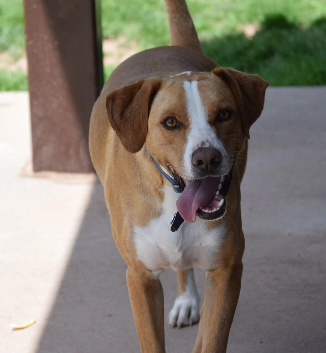 Franklin the happy hound mix during a Zoomies playdate