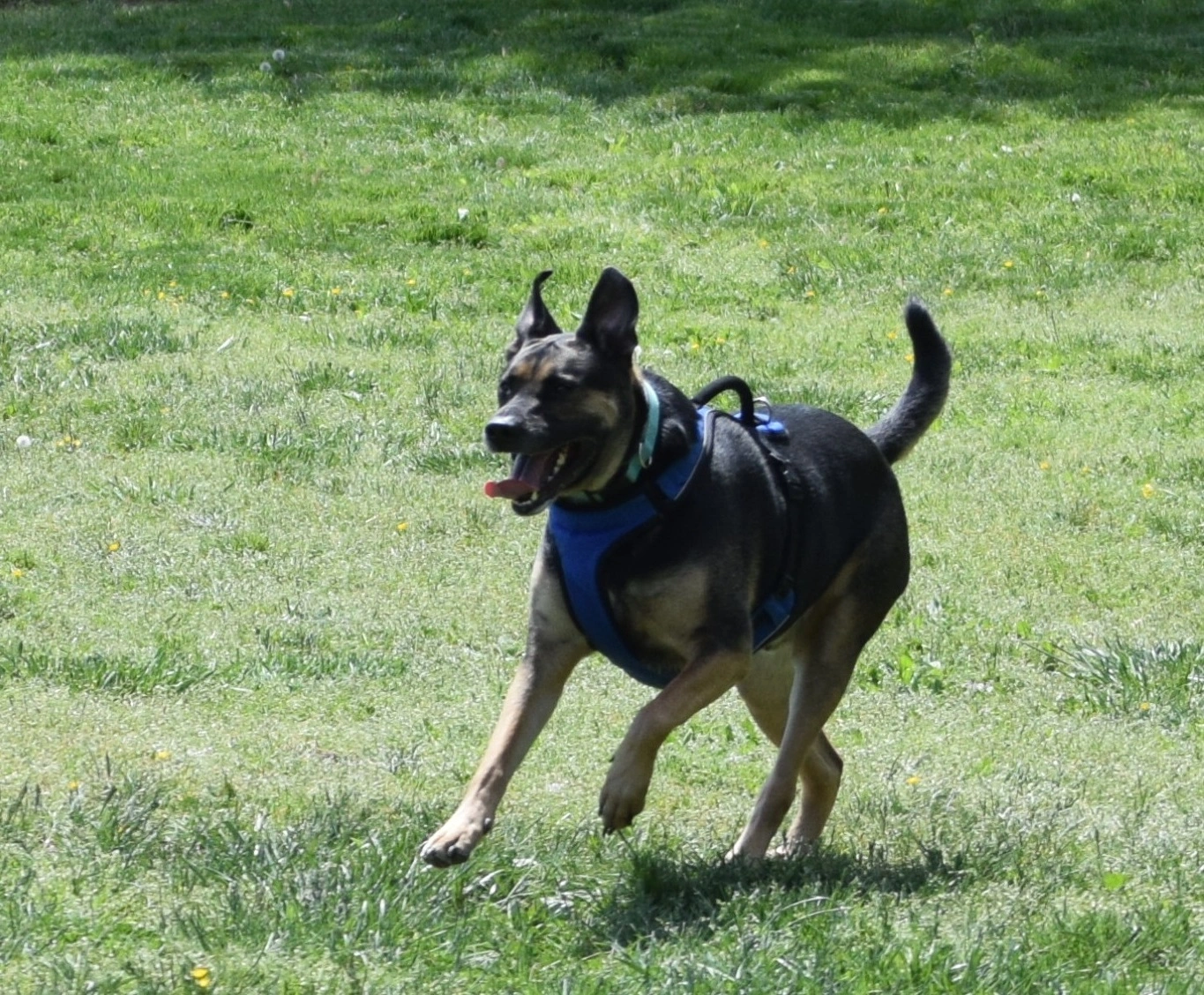 Bishop the happiest rottweiler mix having fun with the Zoomies Team