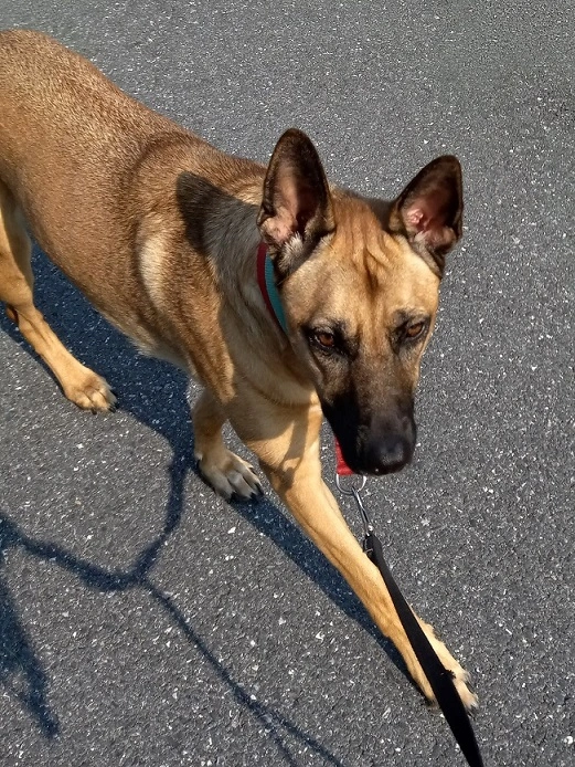 Abby the young Belgian Malinois wearing her always-so-serious face