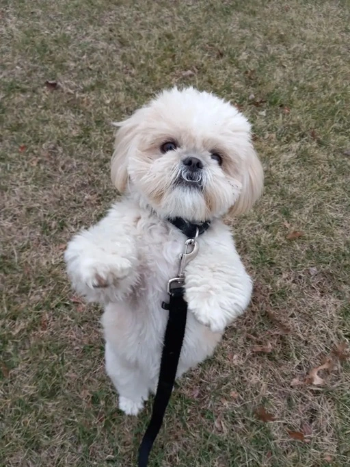 An energetic and playful Bichon Frise named Zeph