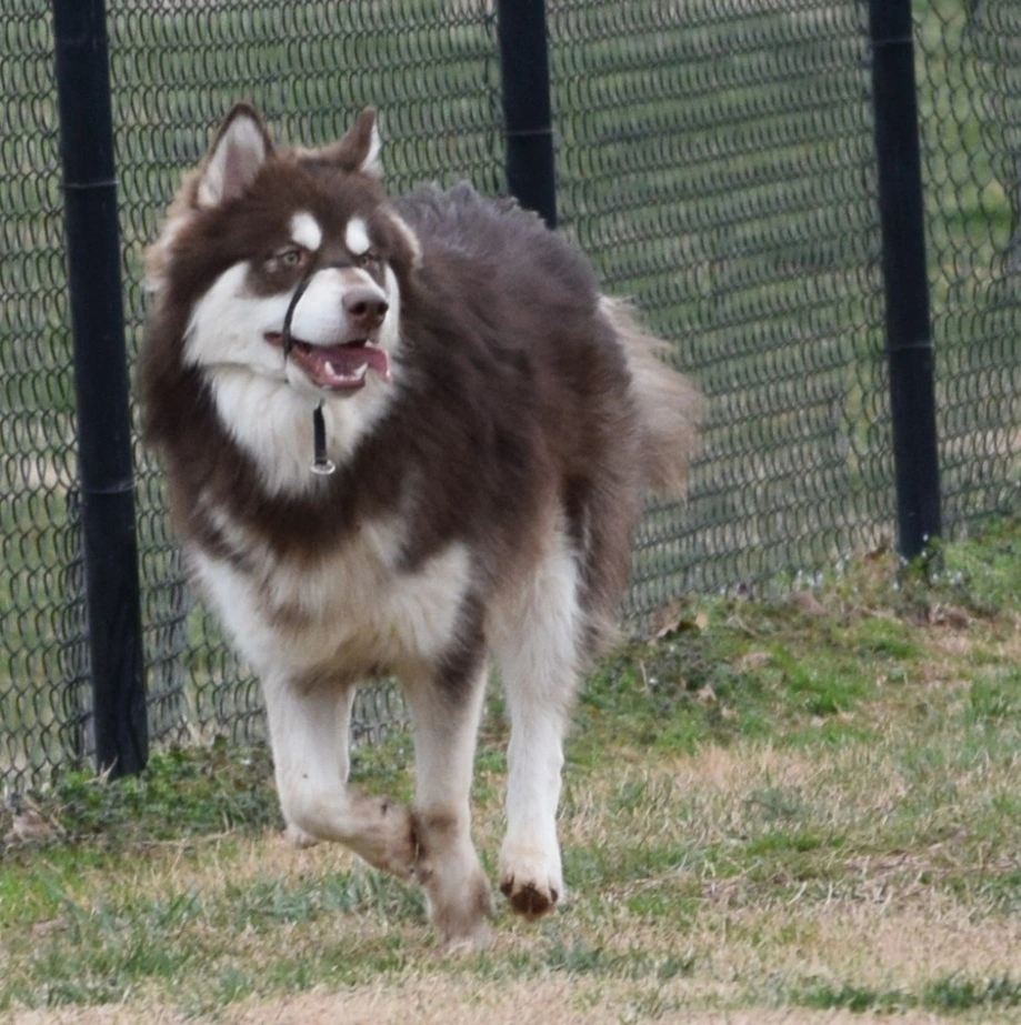 Koda the Malamute mix celebrating a successful walk with proper leash manners