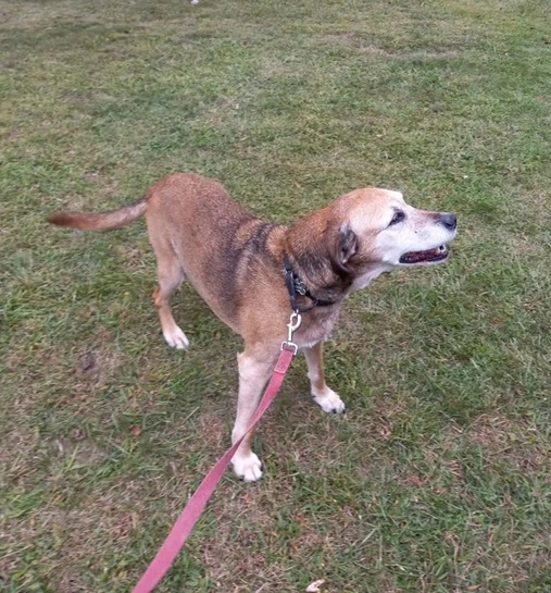 Sweet old Maggie enjoying the fresh air after a real leg-stretching walk