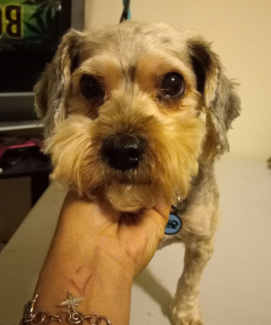 Odie the shy Yorkie mix isn't sure how he feels about grooming yet
