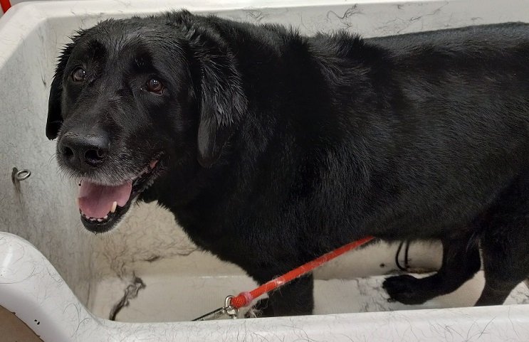 Personalized dog care photos - lab getting groomed