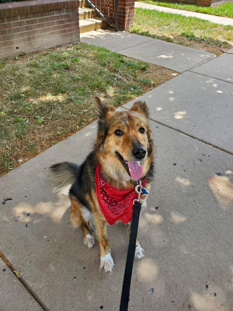 Personalized dog care photos - panting aussie