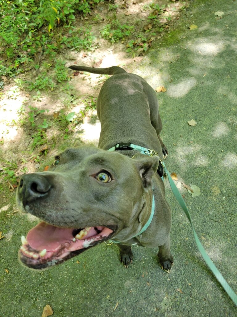 Professional dog care services by Zoomies Dog Care.