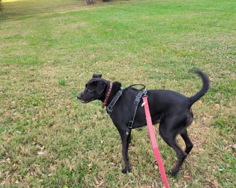 Personalized dog care photos - not so shy