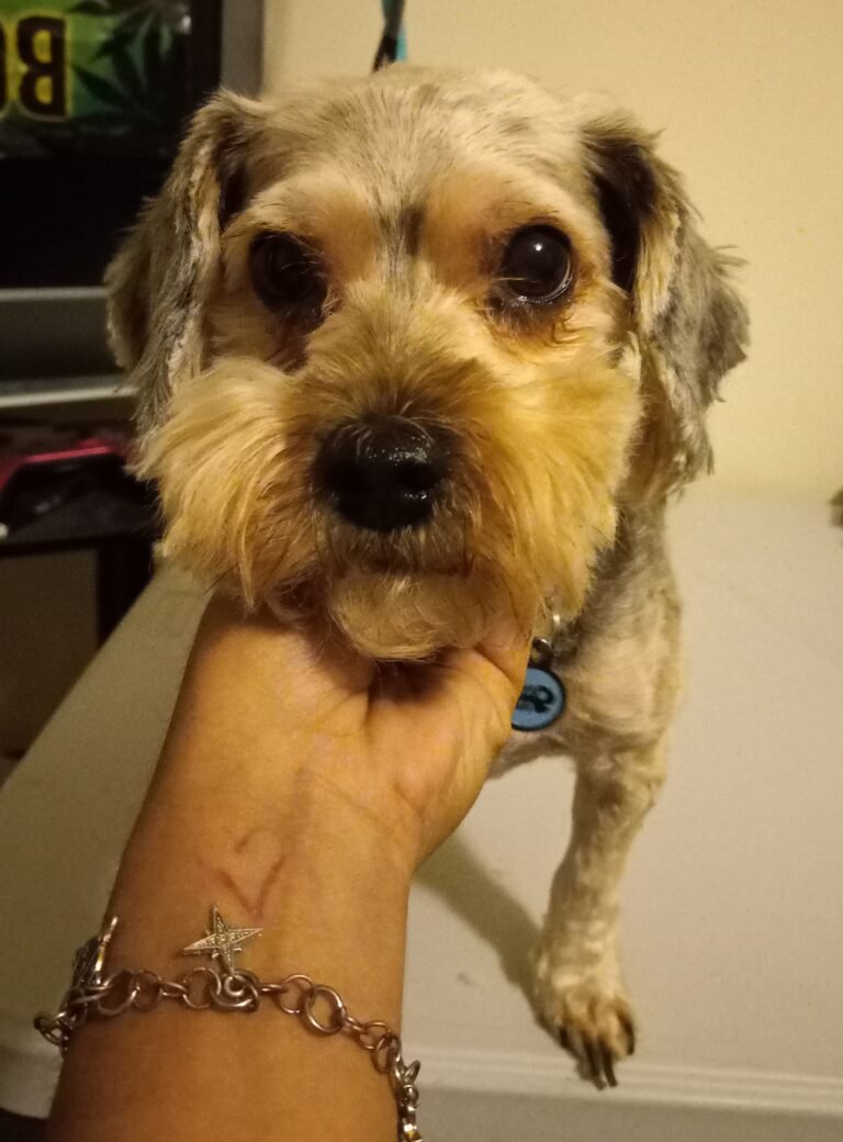 Personalized dog care photos - yorkie mid groom