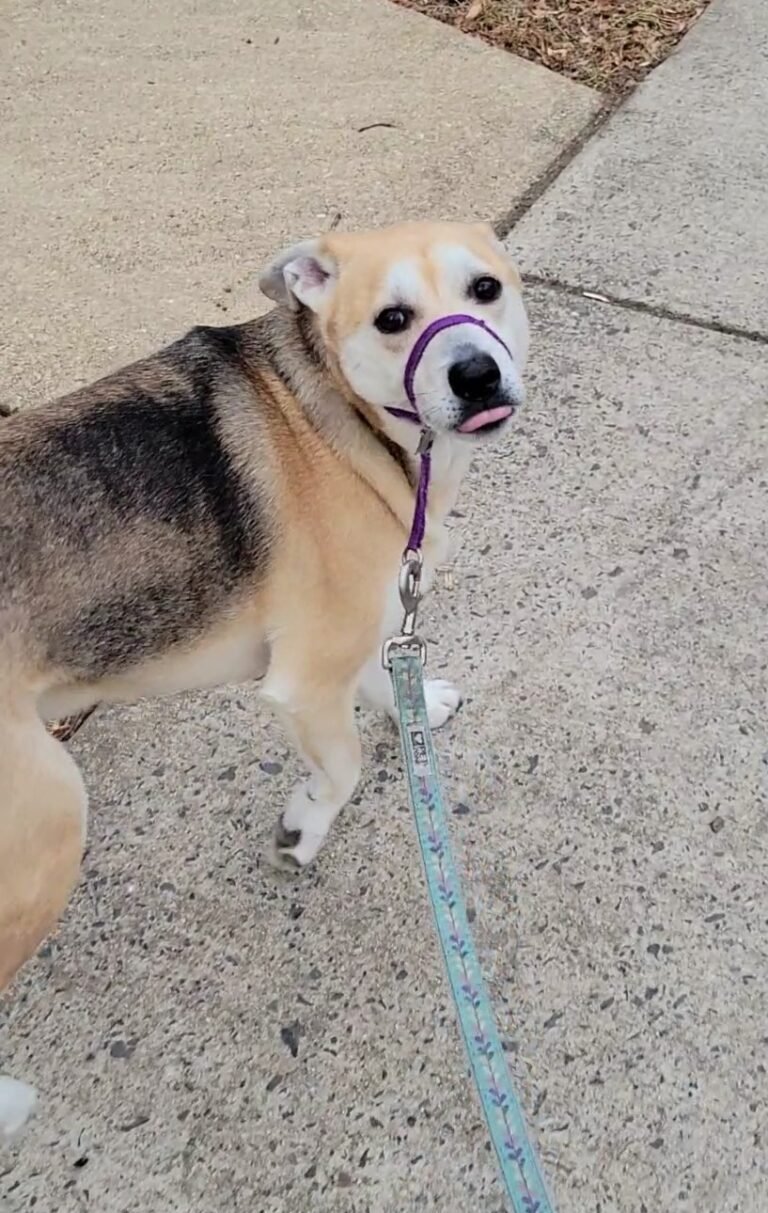 Personalized dog care photos - little tongue