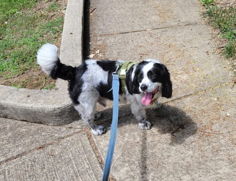 Personalized dog care photos - sniffing time