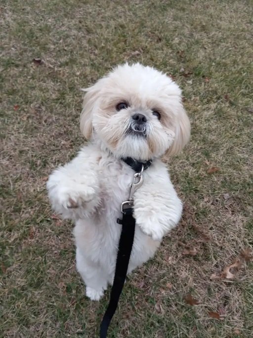 Personalized dog care photos - bouncy Bichon