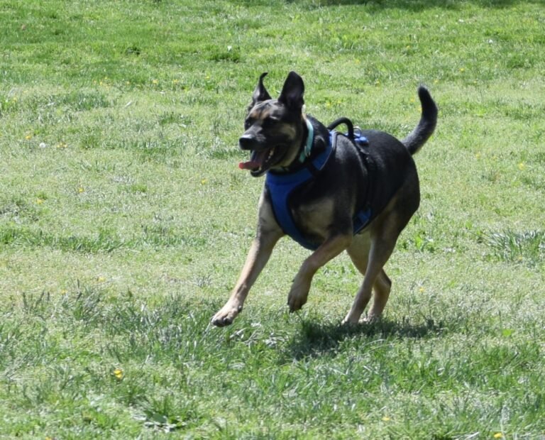 Personalized dog care photos - zoomie dog