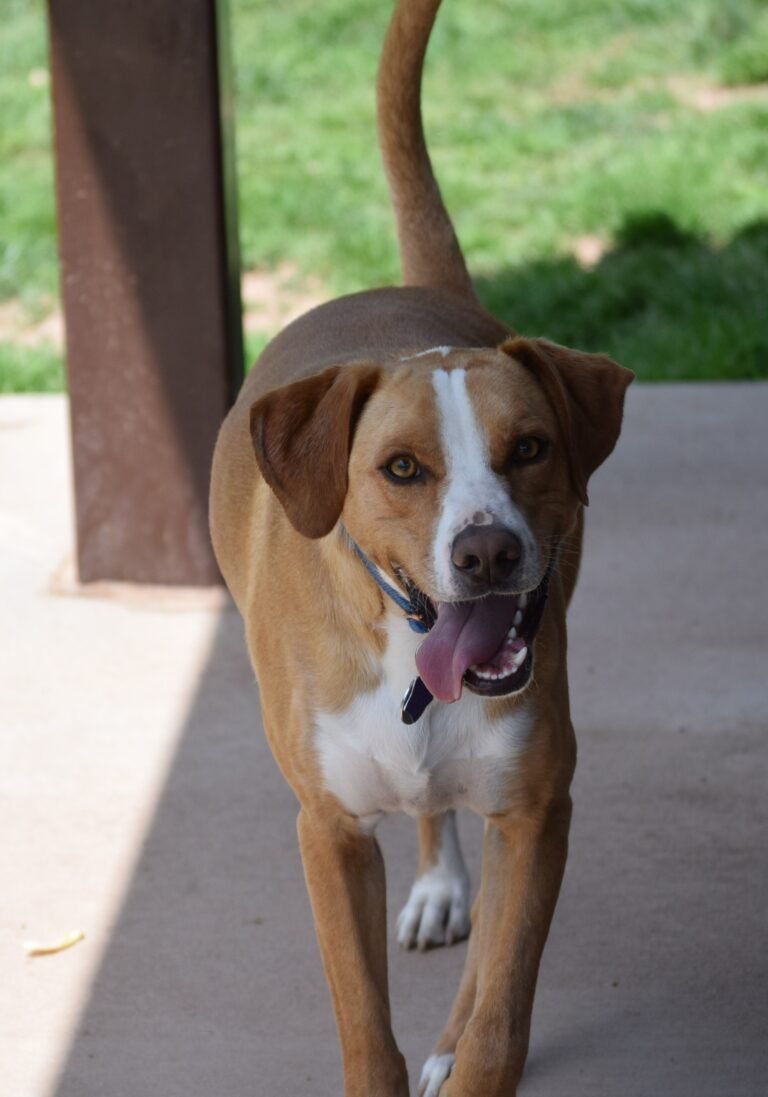 Personalized dog care photos - happy hound