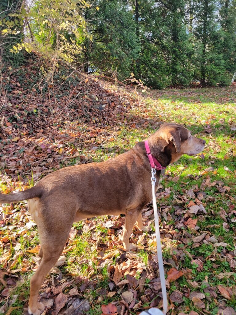 Personalized dog care photos - senior dog exploring