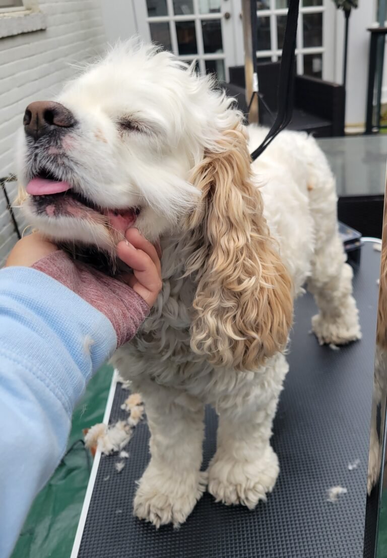 Personalized dog care photos - grooming spaniel