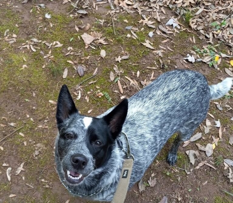 Personalized dog care photos - cattle dog play