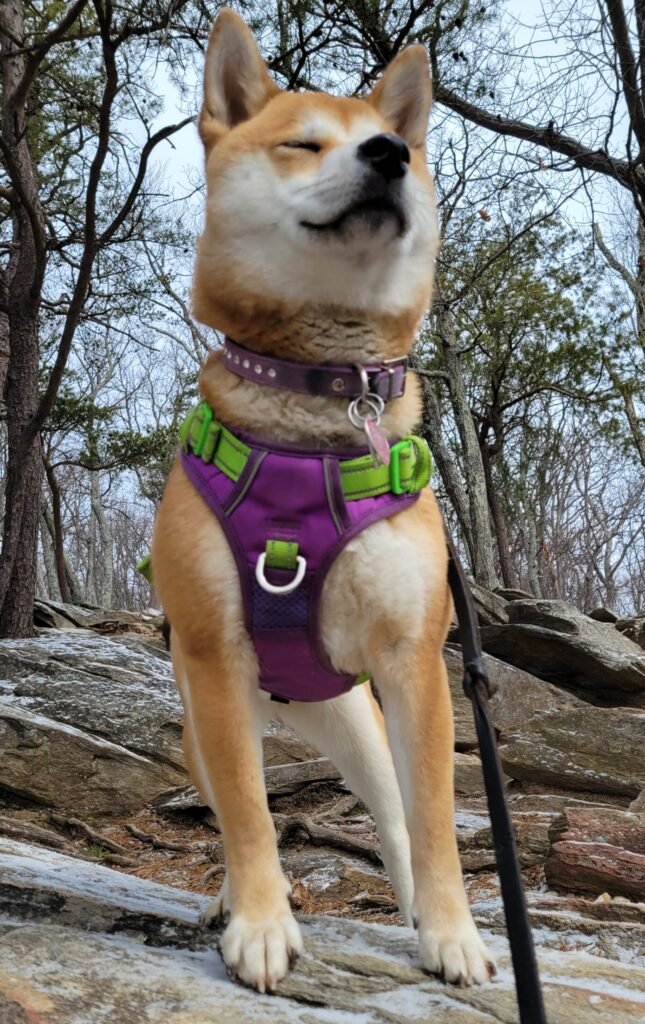 Luna, our dog and an important part of the Zoomies Team