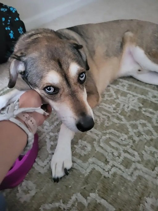 Personalized dog care photos - recovering from injury