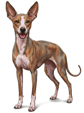 rare breed of this week is the Peruvian Inca Orchid